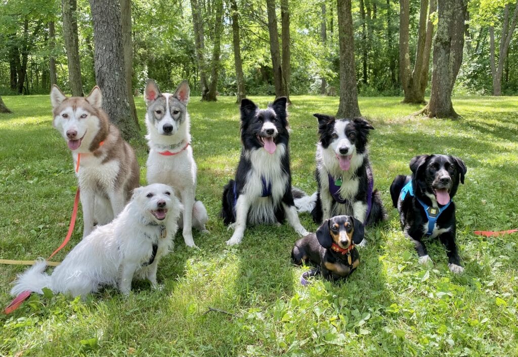 group dog photo