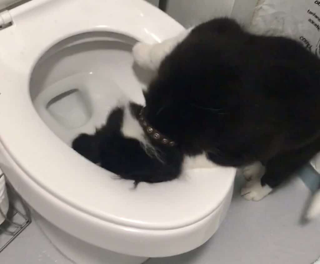 puppy drinking out of toilet