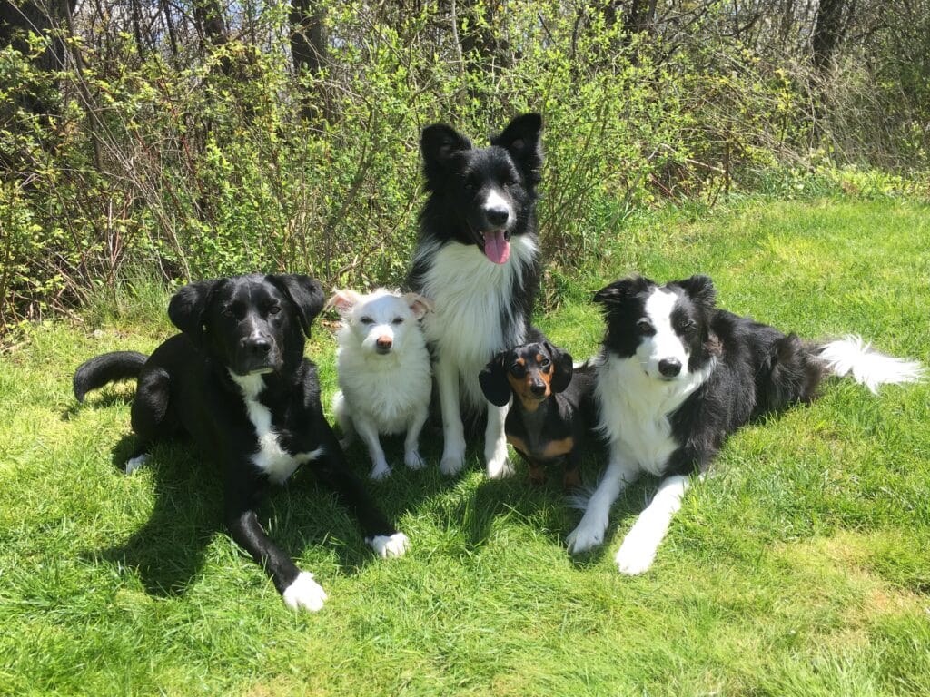 dog family picture